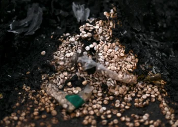 سوريا بعد الأسد.. صناعة الكبتاغون تكشف أسرار نظام مخلوع