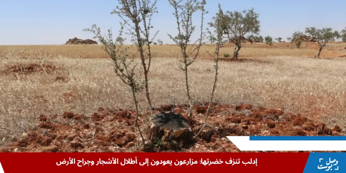 صورة توثق دمار حقول الزيتون في ريف إدلب بعد اقتلاع الأشجار المثمرة في كارثة زراعية تهدد مصادر الرزق والاستقرار