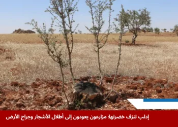 صورة توثق دمار حقول الزيتون في ريف إدلب بعد اقتلاع الأشجار المثمرة في كارثة زراعية تهدد مصادر الرزق والاستقرار