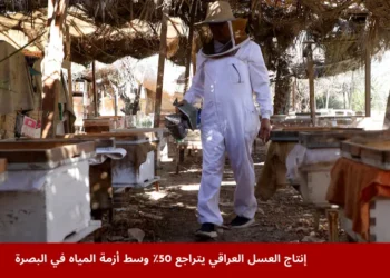 محمود شاكر، أستاذ في كلية الزراعة بجامعة البصرة، يعمل في منحل على ضفاف شط العرب حيث تؤدي أزمة المياه وارتفاع الملوحة إلى تراجع أعداد النحل وتقليص إنتاج العسل العراقي