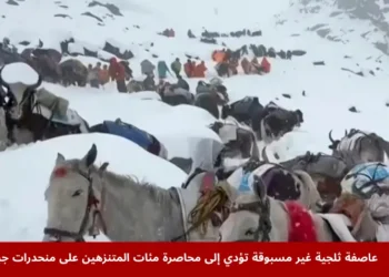 قرويون يقودون ثيرانهم وخيولهم خلال جهود الإنقاذ على منحدرات جبل إيفرست في التبت بعد عاصفة ثلجية قوية، حيث حوصِر مئات المتنزهين وسط الثلوج الكثيفة